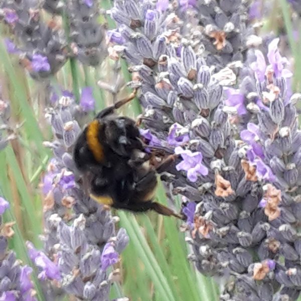 Lavender and Bumble Bee